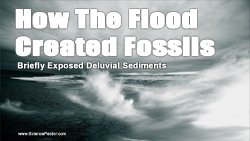 Briefly Exposed Deluvial Sediment