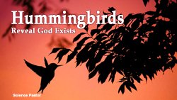 Hummingbirds Prove Evolution False