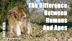 There is a difference Between Apes and Humans