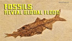 Marine Fossils Show The Flood Happened