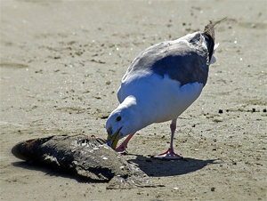 bird eats dead fish