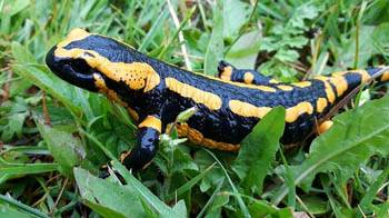 Salamander species